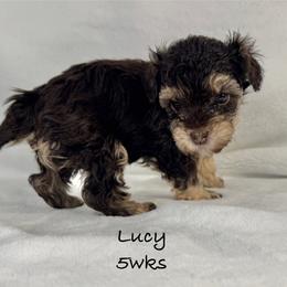 Lucy - Chocolate female Yorkipoo puppy in Waldorf, Maryland from Luv My Yorkies, LLC