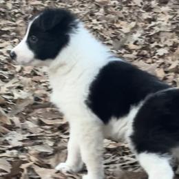 Burt - Black and white male Border Collie puppy in Jonesboro, Arkansas from Hampton Border Collies