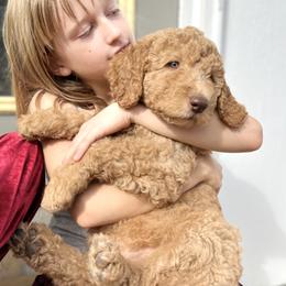 Goldendoodle Puppies from Golden Paws Farm