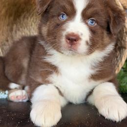 Volt-has tail-many videos - Red tri-color male Australian Shepherd puppy in Troy, South Carolina from Australian Shepherds of 3/W Farms