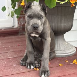 Ace - male Cane Corso puppy in Chestertown, Maryland from Willow Creek Cane Corsos