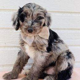 Aussiedoodles from SoCaL Finest Doodles