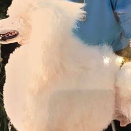 Poodles from Versace’s Standards