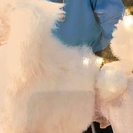 Poodles from Versace’s Standards