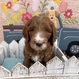 Sweetie Pie - Red  female Goldendoodle puppy in Chino Valley, Arizona from Bass Creek Doodles