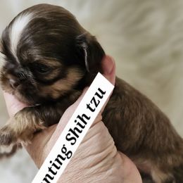 Akc DOBIE MARKINGS  Snickers - Chocolate and tan male Shih Tzu puppy in Dexter, Kentucky from Enchanting Shih tzu