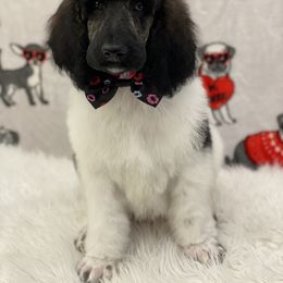 Poodle Puppies from Southern Elegance Standards