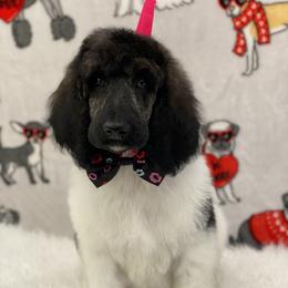 Poodle Puppies from Southern Elegance Standards