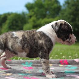 Boy 2 - male Alapaha Blue Blood Bulldog puppy in Grafton, Ohio from Eclipse Alapaha Kennels