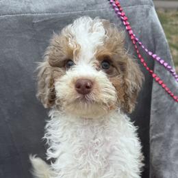 Cupid - Merle male Cavapoo puppy in Austin, Texas from Doodles of Central Texas