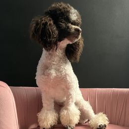 Aphrodite - Poodle