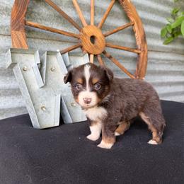 Café - Red tri female Miniature Australian Shepherd puppy in Checotah, Oklahoma from Wild Outlaw Aussies