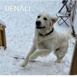 Denali - Golden Retriever