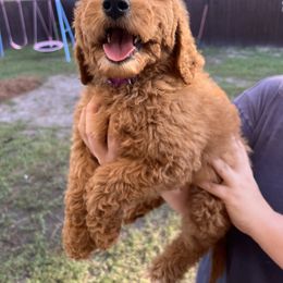 Purple - Red  female Goldendoodle puppy in Savannah, Georgia from PurdyDoodles