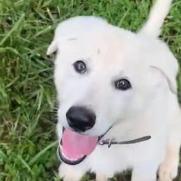 River - White male German Shepherd puppy in New Martinsville, West Virginia from Hunter K-9