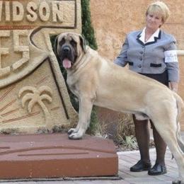 Mastiffs from Warlords Mastiffs