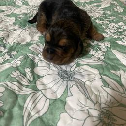 Maple - Black brown and white female Basset Hound puppy in Daleville, Alabama from Home Grown Basset Hounds of Alabama