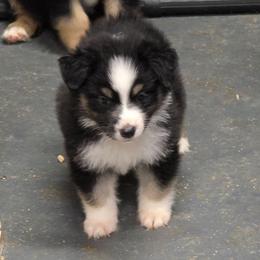 Lena - Black tri female Miniature Australian Shepherd puppy in Leonard, Texas from Tin Roof Aussies