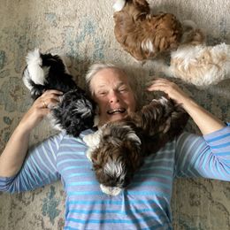 Havanese Puppies from Winsome Havanese
