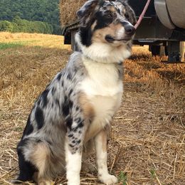 Australian Shepherds from Lone Tree Aussies