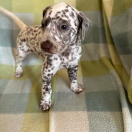 Samantha - White and liver brown female Dalmatian puppy in Fort Cavasos, Texas from Mainstreet Dalmation