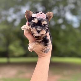 Yorkshire Terrier Puppies from Kruz Kennels