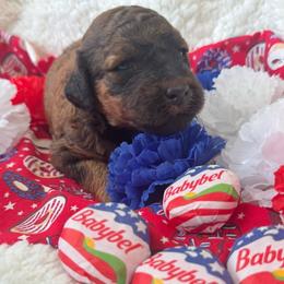 Brie - Sable female Bordoodle puppy in Canfield, Ohio from Poo's Doo's & Inu's