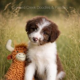 Bad Company - Red male Bordoodle puppy in Woodruff, South Carolina from Crooked Creek Doodles and Poodles