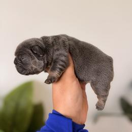 French Bulldog Puppies from Infinity French Bulldogs
