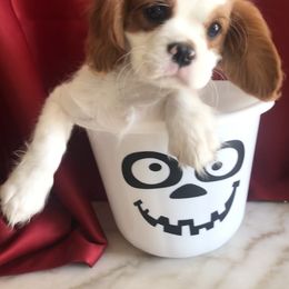 Cavalier King Charles Spaniel Puppies from Christina’s Cavaliers