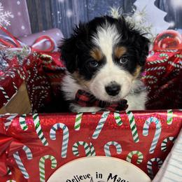 Bellatrix - Black tri-color female Australian Shepherd puppy in Fredericksburg, Virginia from Cooper Ridge Aussies