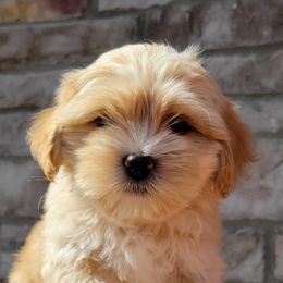 Shichon and Shihpoo Puppies from Pilot Hill Teddy Bear Puppies