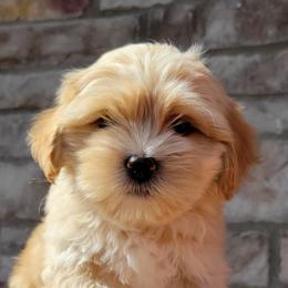 Shichon and Shihpoo Puppies from Pilot Hill Teddy Bear Puppies