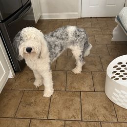 Essie - Sheepadoodle