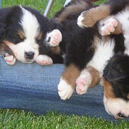 Bernese Mountain Dog Puppies from Four-T's