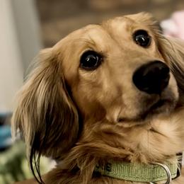 Dachshunds from Cotton Creek Dachshunds