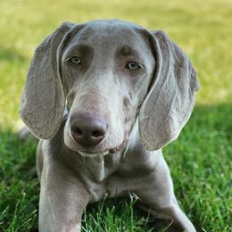 Mischa - Weimaraner