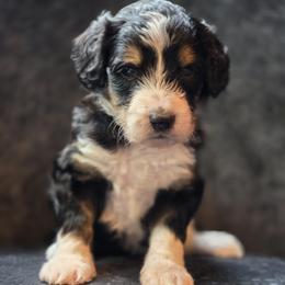 Beth - female Australian Mountain Doodle puppy in Broken Arrow, Oklahoma from Tulsa Australian Moutain Doodles