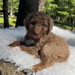 Juniper dark pink collar - Red merle female Aussiedoodle puppy in Clarkston, Washington from Doodle & Poodle Palace