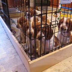 Welsh Springer Spaniel Puppies from Welshwood Welsh Springer Spaniels