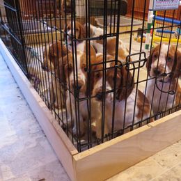 Welsh Springer Spaniel Puppies from Welshwood Welsh Springer Spaniels