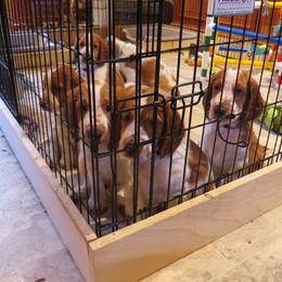 Welsh Springer Spaniel Puppies from Welshwood Welsh Springer Spaniels