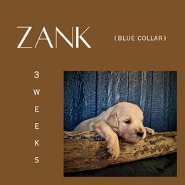 Zank - Light golden male Golden Retriever puppy in El Campo, Texas from Starlight Goldens