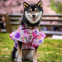 Shiba Inu Puppies from Hillsdale Shiba Inu