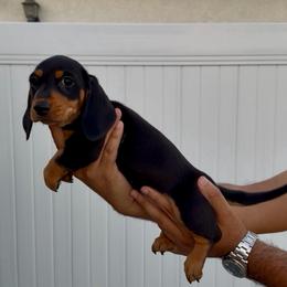 Wednesday - Black and tan female Dachshund puppy in Chino Hills, California from Wooofyland LLC