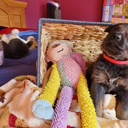 German Shepherd Puppies from vom Wenner Haus