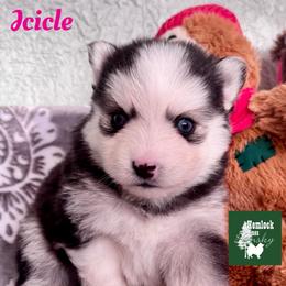 Icicle - Black and white female Pomsky puppy in Venus, Pennsylvania from Hemlock Pines Pomsky
