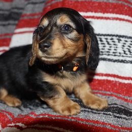 Dachshund and Golden Retriever Puppies from Mount Calm Golden Retrievers