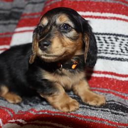 Dachshund and Golden Retriever Puppies from Mount Calm Golden Retrievers