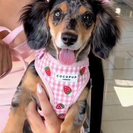 Dachshund Puppies from Dachshund Family Love Breeders